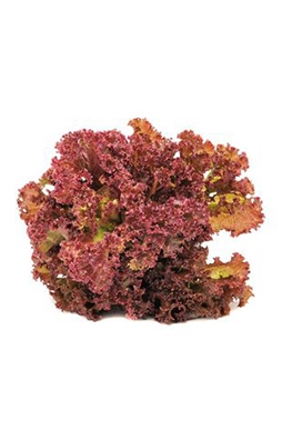 Red Leaf Lettuce